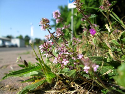 Sand-Thymian (Thymus serpyllum) am Nordring in Hockenheim
