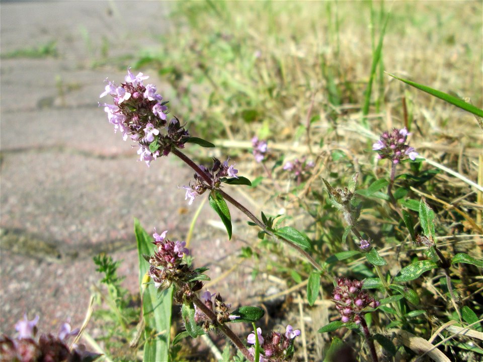 Sand-Thymian (Thymus serpyllum) am Nordring in Hockenheim