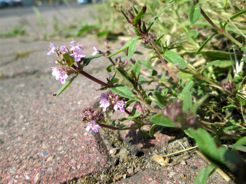 Sand-Thymian (Thymus serpyllum) am Nordring in Hockenheim