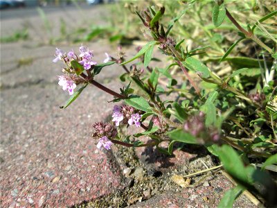 Sand-Thymian (Thymus serpyllum) am Nordring in Hockenheim