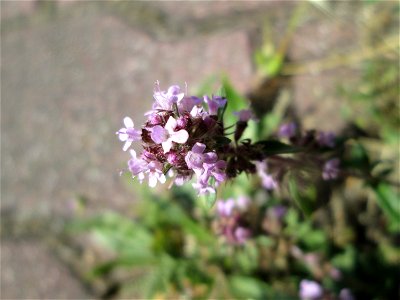 Sand-Thymian (Thymus serpyllum) am Nordring in Hockenheim