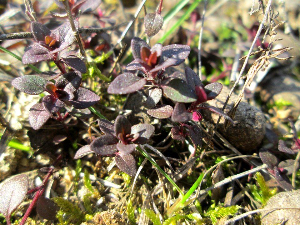 Sand-Thymian (Thymus serpyllum) auf dem Feldherrenhügel, Teilgebiet vom Naturschutzgebiet „Oftersheimer Dünen“