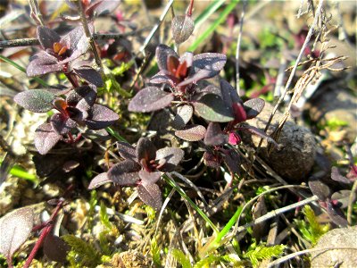 Sand-Thymian (Thymus serpyllum) auf dem Feldherrenhügel, Teilgebiet vom Naturschutzgebiet „Oftersheimer Dünen“