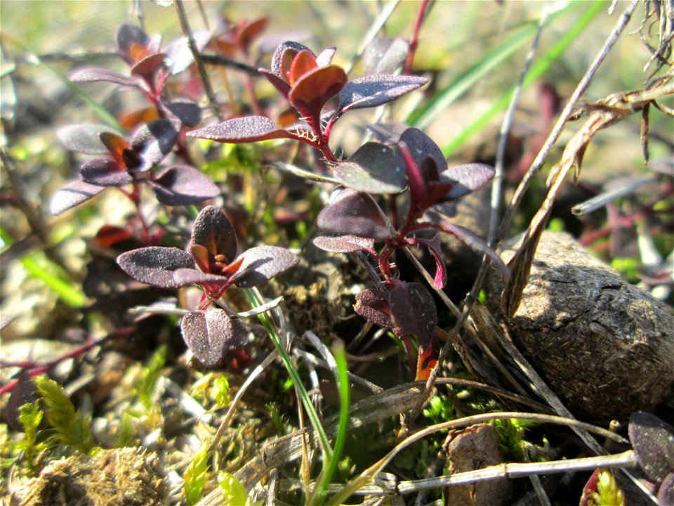 Sand-Thymian (Thymus serpyllum) auf dem Feldherrenhügel, Teilgebiet vom Naturschutzgebiet „Oftersheimer Dünen“