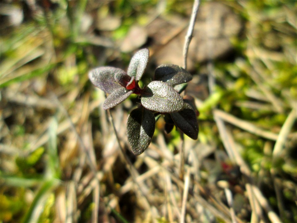 Sand-Thymian (Thymus serpyllum) auf dem Feldherrenhügel, Teilgebiet vom Naturschutzgebiet „Oftersheimer Dünen“