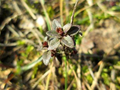 Sand-Thymian (Thymus serpyllum) auf dem Feldherrenhügel, Teilgebiet vom Naturschutzgebiet „Oftersheimer Dünen“