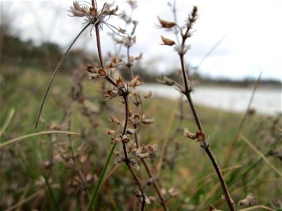 Sand-Thymian (Thymus serpyllum) am Golfplatz im Naturschutzgebiet „Oftersheimer Dünen“ photo