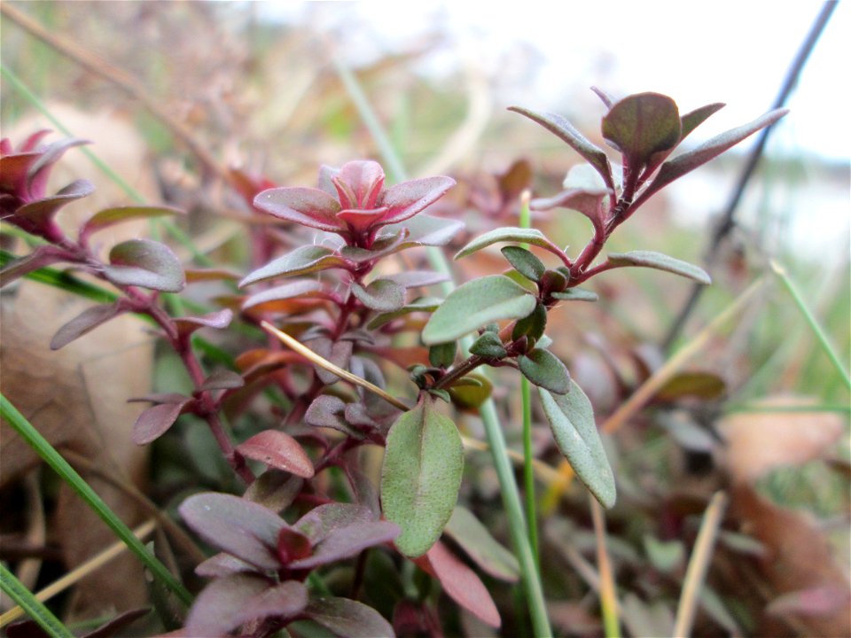 Sand-Thymian (Thymus serpyllum) am Golfplatz im Naturschutzgebiet „Oftersheimer Dünen“