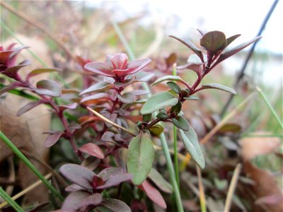 Sand-Thymian (Thymus serpyllum) am Golfplatz im Naturschutzgebiet „Oftersheimer Dünen“ photo