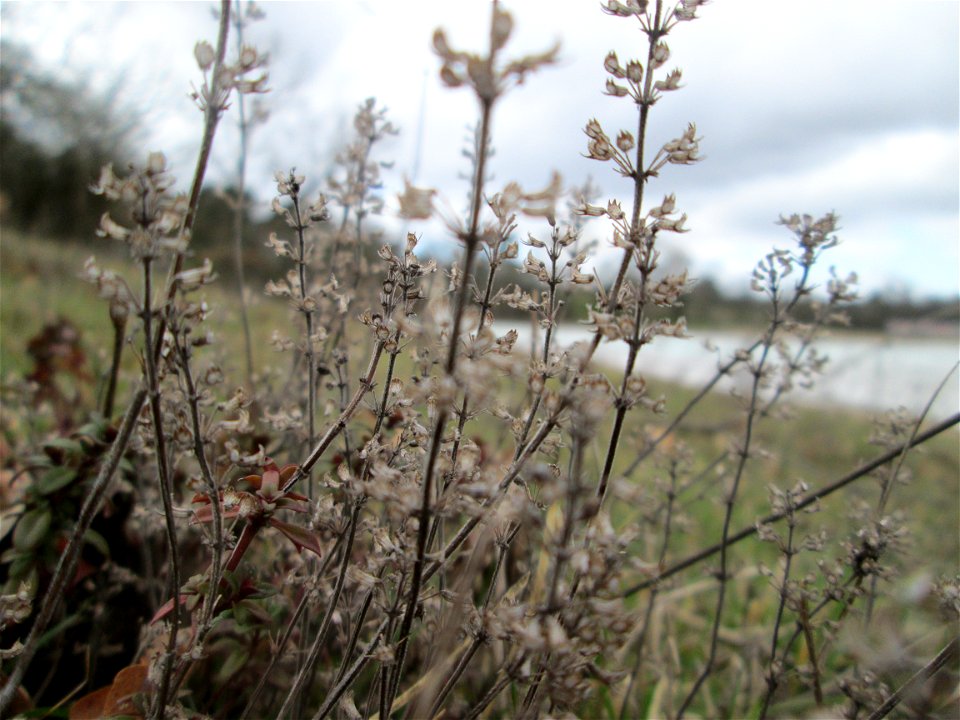 Sand-Thymian (Thymus serpyllum) am Golfplatz im Naturschutzgebiet „Oftersheimer Dünen“