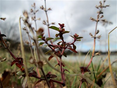 Sand-Thymian (Thymus serpyllum) am Golfplatz im Naturschutzgebiet „Oftersheimer Dünen“ photo