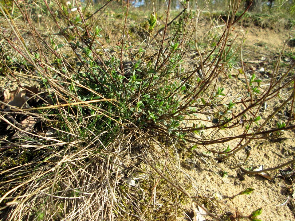 Sand-Thymian (Thymus serpyllum) am Dreieichenbuckel im Naturschutzgebiet „Oftersheimer Dünen“