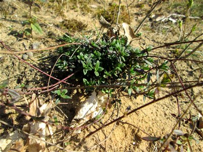 Sand-Thymian (Thymus serpyllum) am Dreieichenbuckel im Naturschutzgebiet „Oftersheimer Dünen“ photo