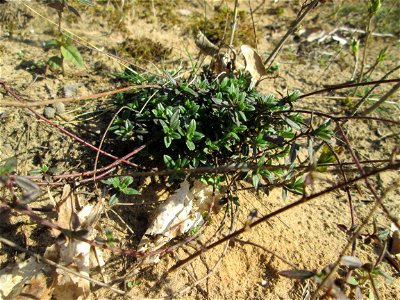 Sand-Thymian (Thymus serpyllum) am Dreieichenbuckel im Naturschutzgebiet „Oftersheimer Dünen“