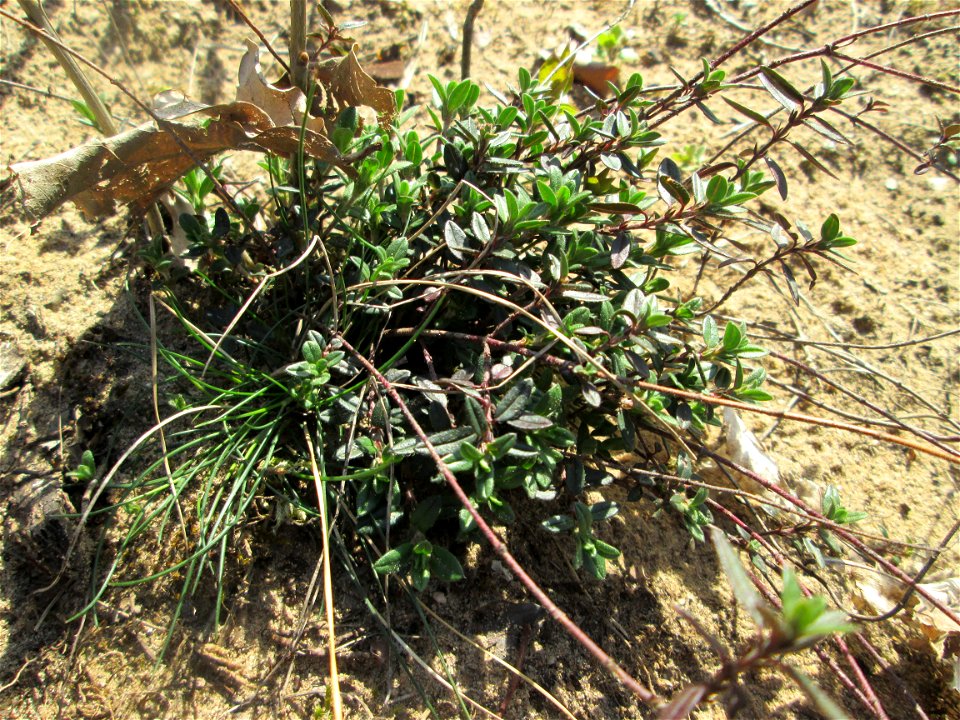 Sand-Thymian (Thymus serpyllum) am Dreieichenbuckel im Naturschutzgebiet „Oftersheimer Dünen“