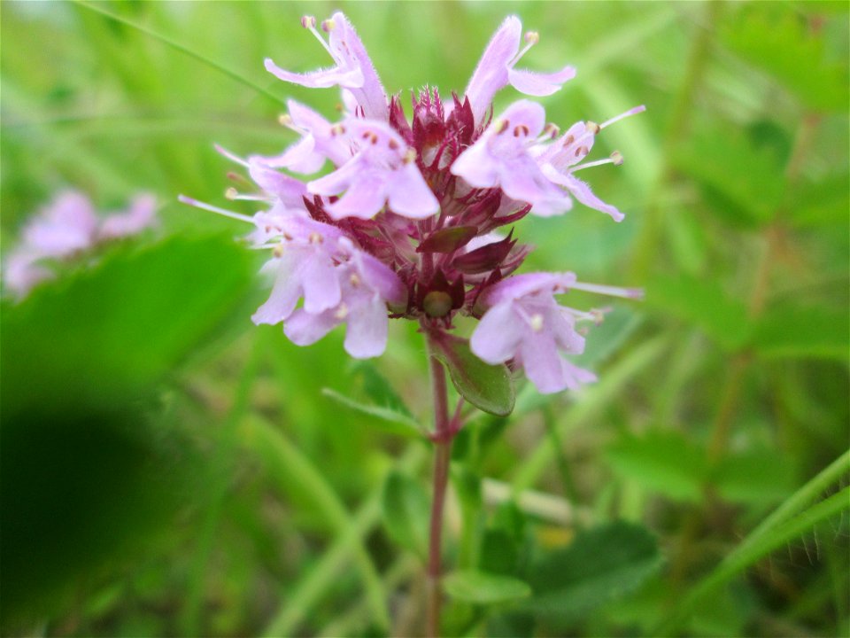 Sand-Thymian (Thymus serpyllum) im Naturschutzgebiet „Birzberg, Honigsack/Kappelberghang“