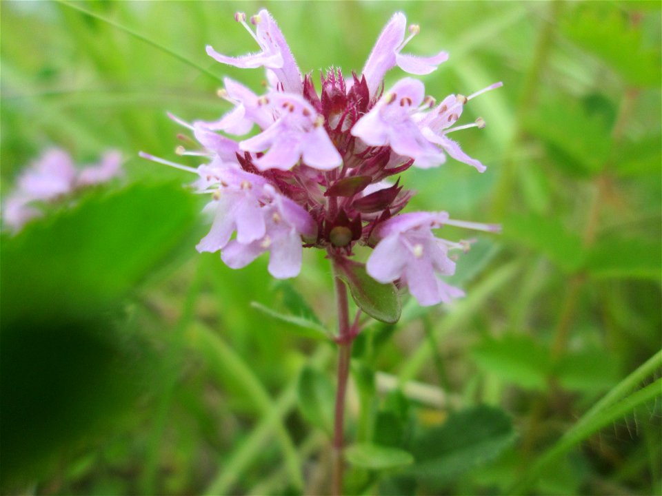 Sand-Thymian (Thymus serpyllum) im Naturschutzgebiet „Birzberg, Honigsack/Kappelberghang“ photo