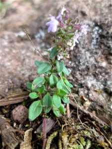 Frühblühender Thymian (Thymus praecox) an der Falkenlay bei Kennfus