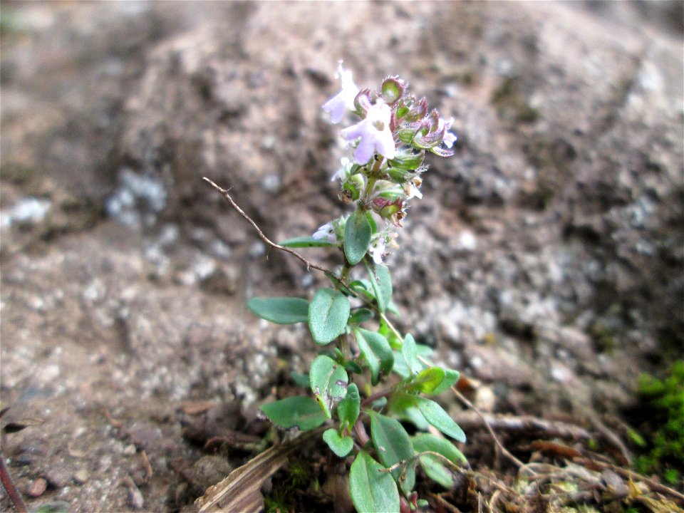 Frühblühender Thymian (Thymus praecox) an der Falkenlay bei Kennfus