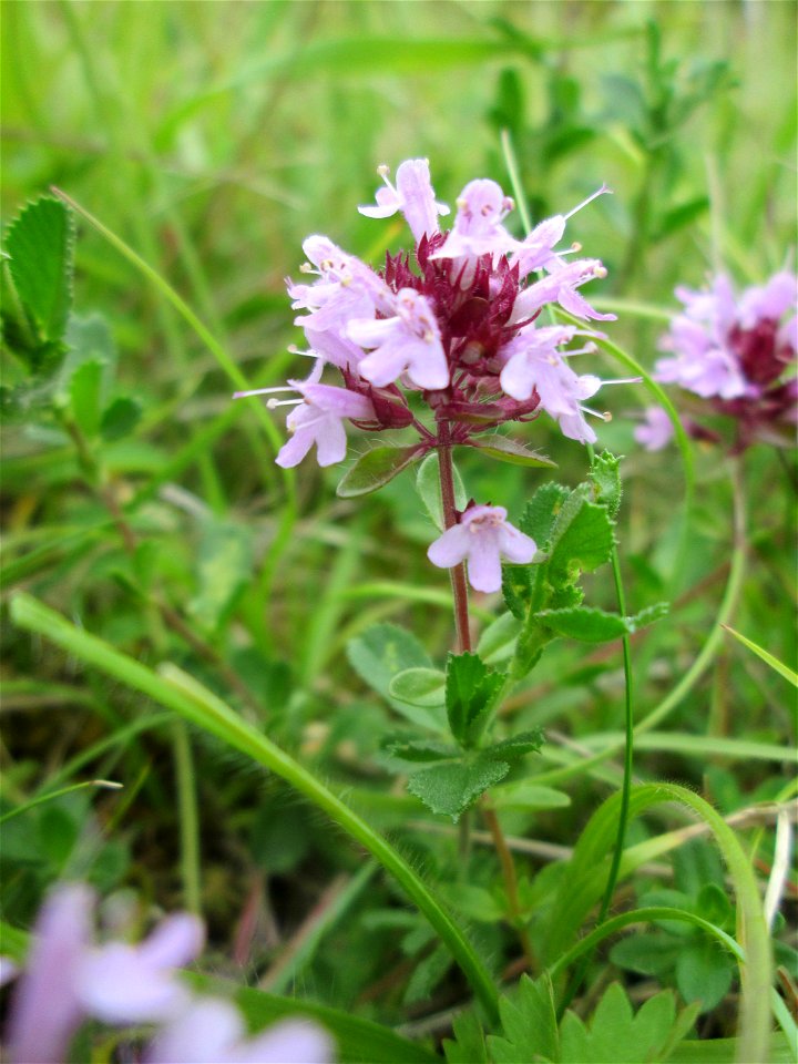 Sand-Thymian (Thymus serpyllum) im Naturschutzgebiet „Birzberg, Honigsack/Kappelberghang“