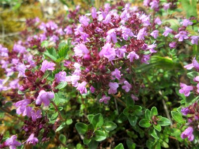 Sand-Thymian (Thymus serpyllum) am Kalksteinbruch im Naturschutzgebiet „Birzberg, Honigsack/Kappelberghang“ photo