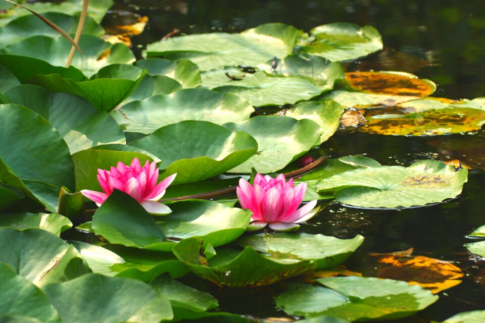 Water blossom nature