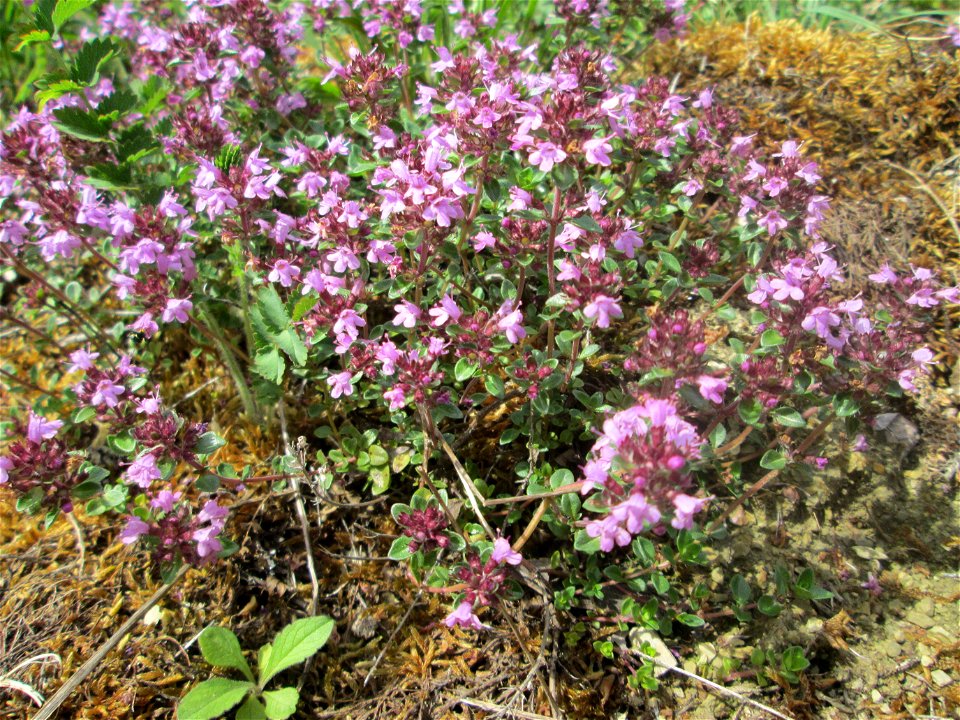 Sand-Thymian (Thymus serpyllum) am Kalksteinbruch im Naturschutzgebiet „Birzberg, Honigsack/Kappelberghang“
