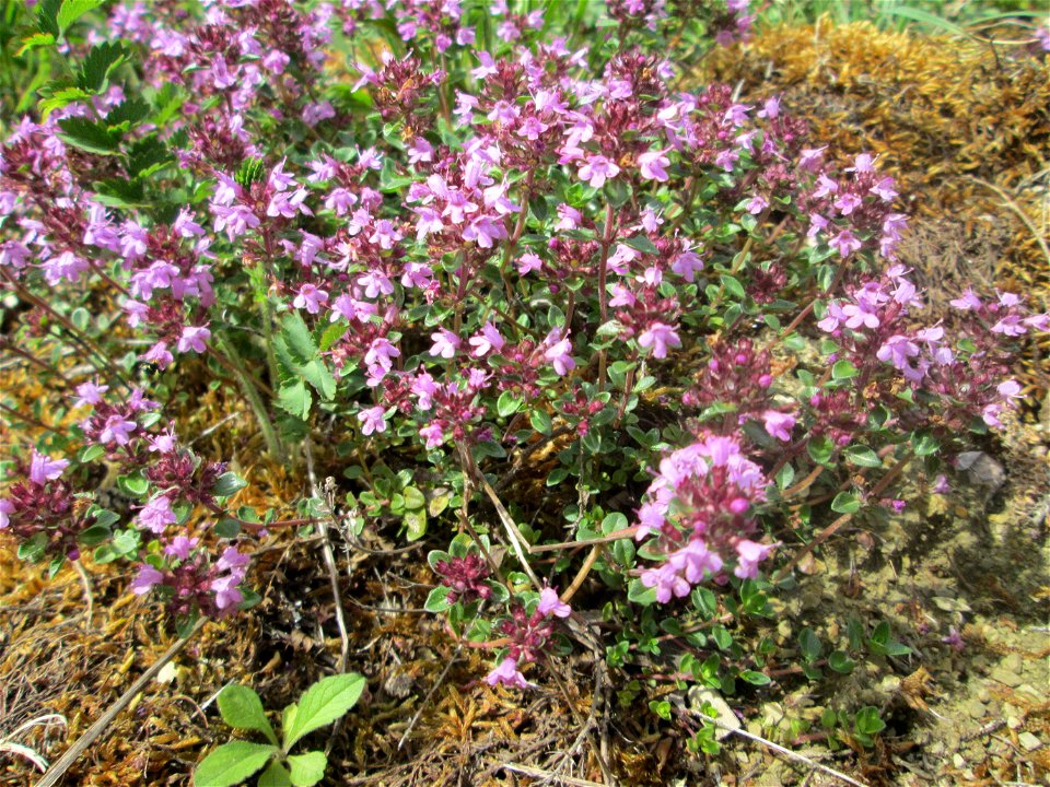 Sand-Thymian (Thymus serpyllum) am Kalksteinbruch im Naturschutzgebiet „Birzberg, Honigsack/Kappelberghang“ photo