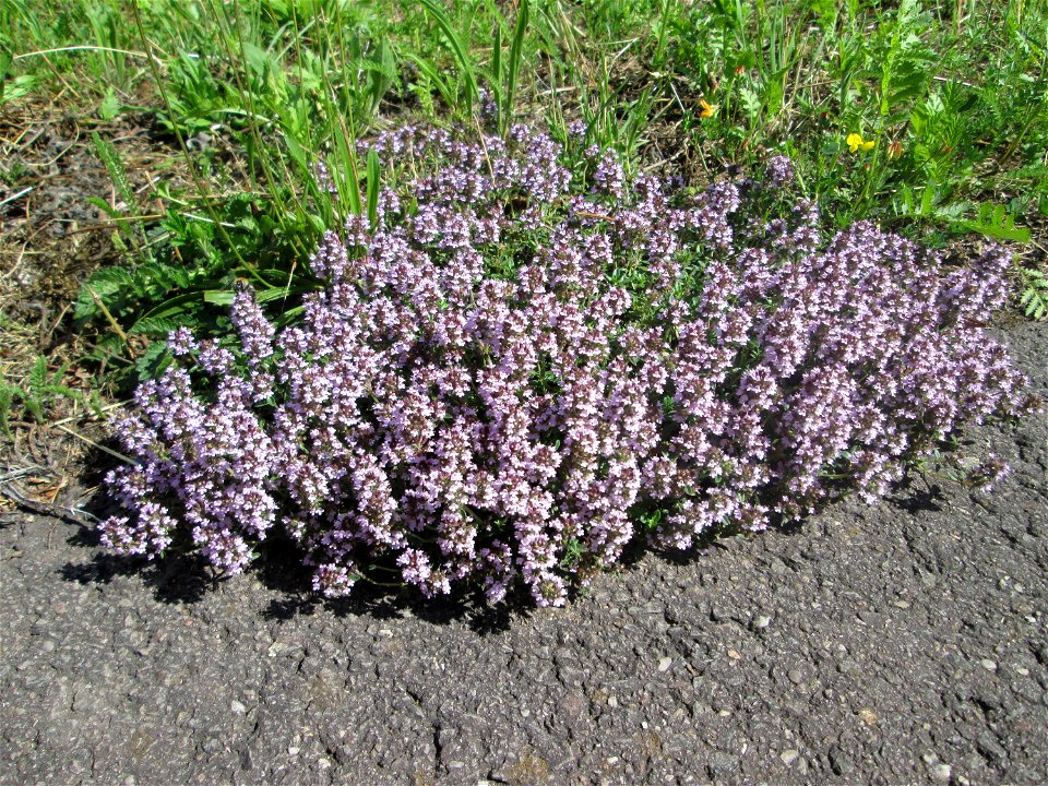 Sand-Thymian (Thymus serpyllum) an einer Straße in einem Gewerbegebiet in Güdingen