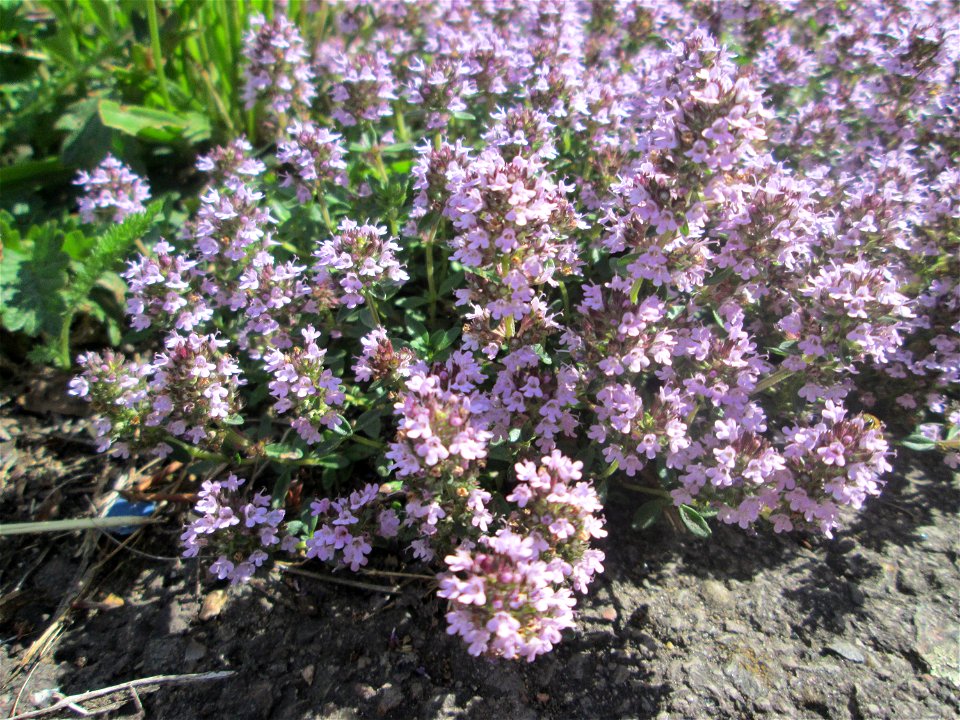 Sand-Thymian (Thymus serpyllum) an einer Straße in einem Gewerbegebiet in Güdingen
