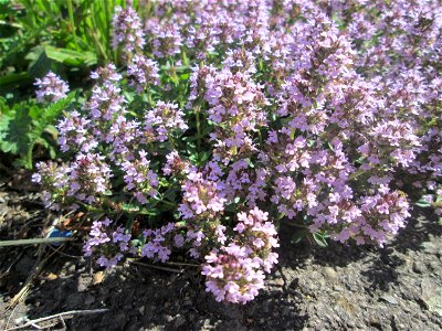 Sand-Thymian (Thymus serpyllum) an einer Straße in einem Gewerbegebiet in Güdingen