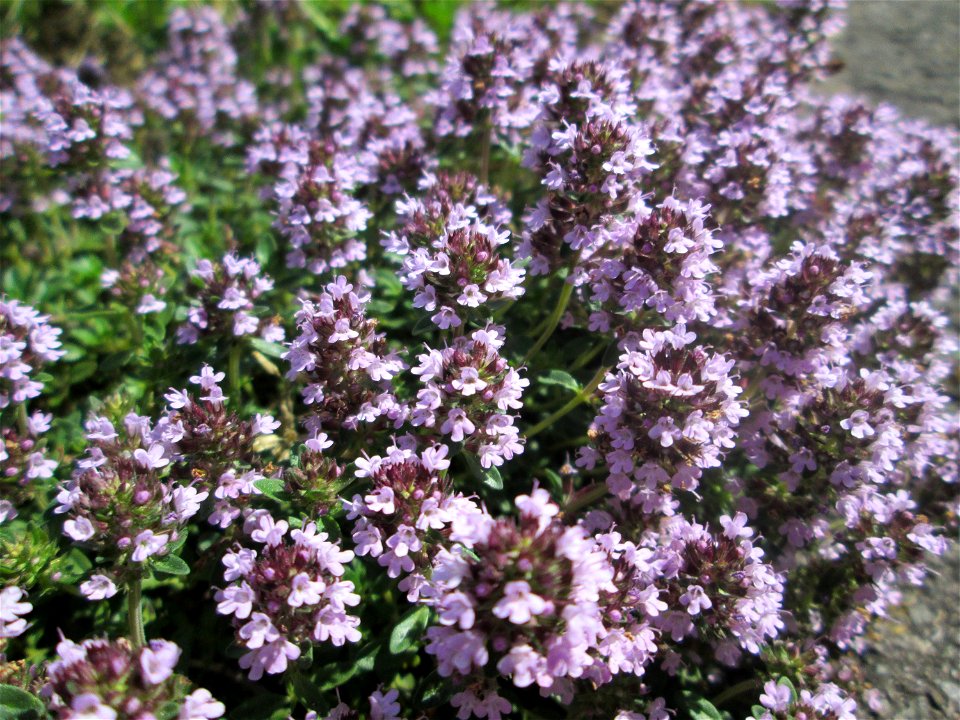 Sand-Thymian (Thymus serpyllum) an einer Straße in einem Gewerbegebiet in Güdingen