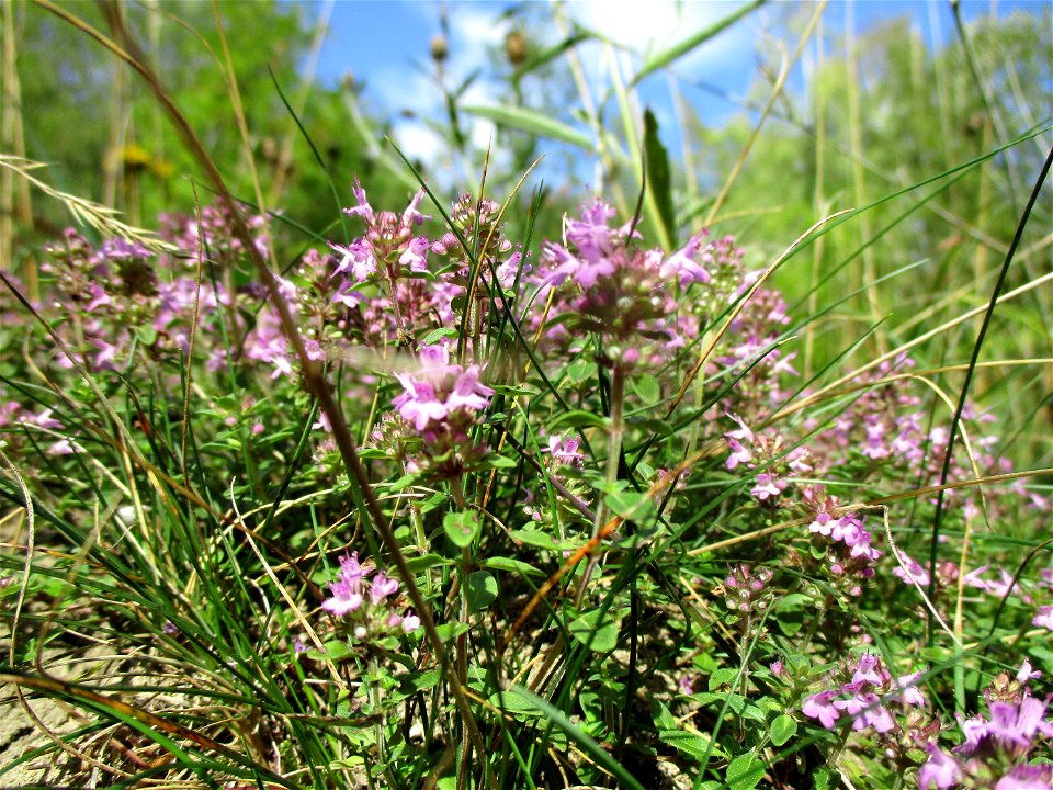 Sand-Thymian (Thymus serpyllum) am Kalksteinbruch im Naturschutzgebiet „Birzberg, Honigsack/Kappelberghang“ photo