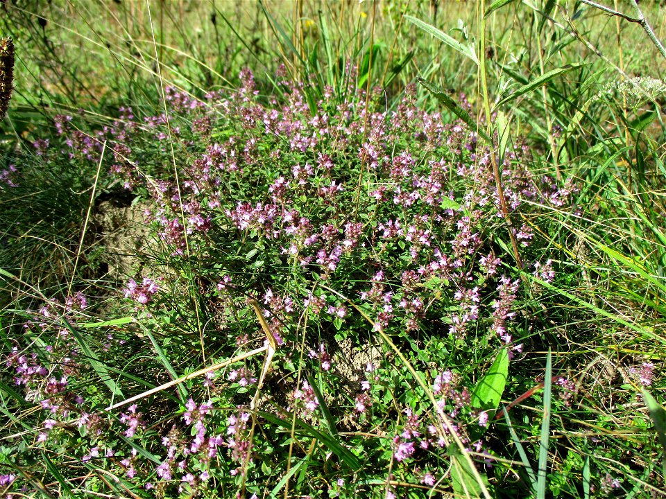 Sand-Thymian (Thymus serpyllum) am Kalksteinbruch im Naturschutzgebiet „Birzberg, Honigsack/Kappelberghang“