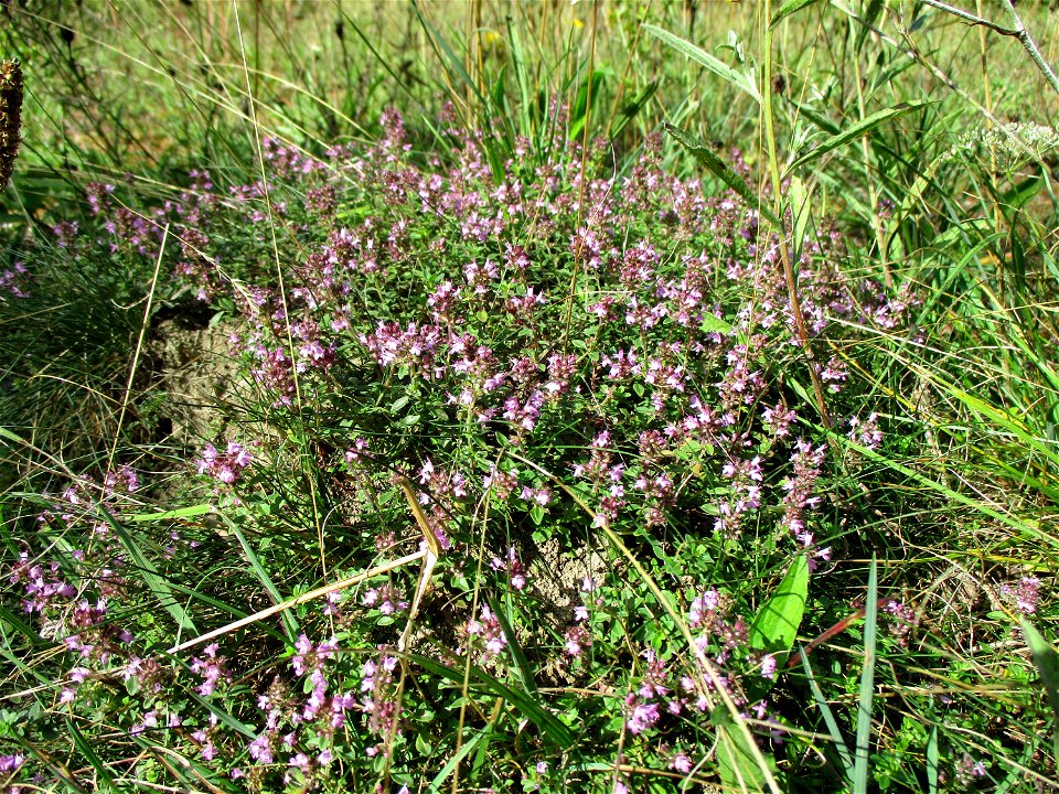 Sand-Thymian (Thymus serpyllum) am Kalksteinbruch im Naturschutzgebiet „Birzberg, Honigsack/Kappelberghang“ photo