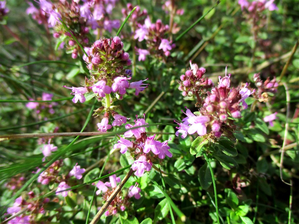 Sand-Thymian (Thymus serpyllum) am Kalksteinbruch im Naturschutzgebiet „Birzberg, Honigsack/Kappelberghang“