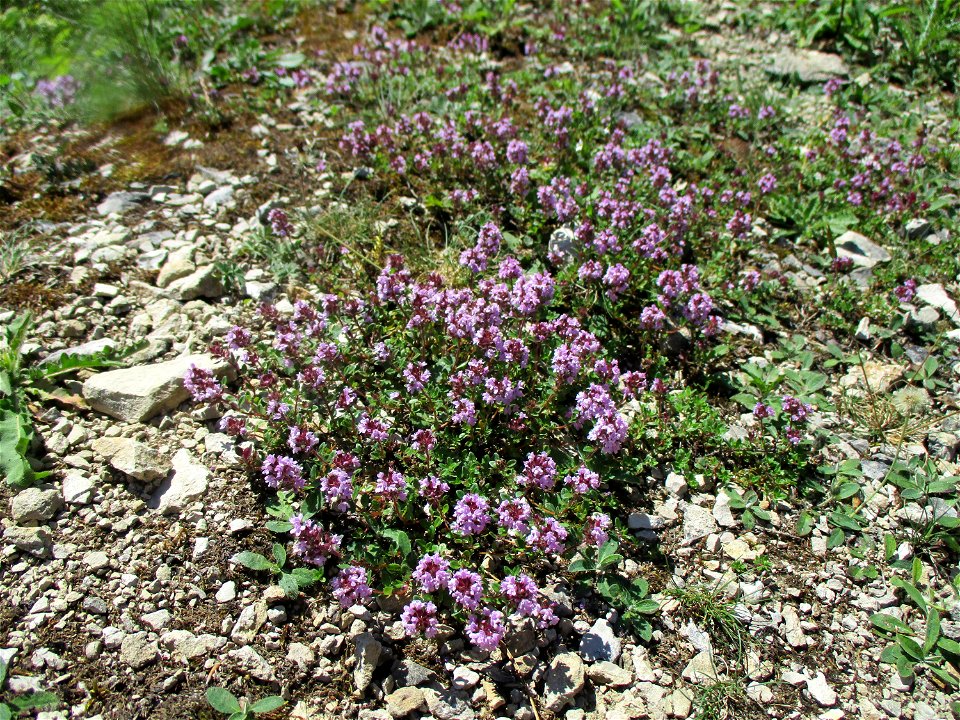 Sand-Thymian (Thymus serpyllum) am Kalksteinbruch im Naturschutzgebiet „Birzberg, Honigsack/Kappelberghang“