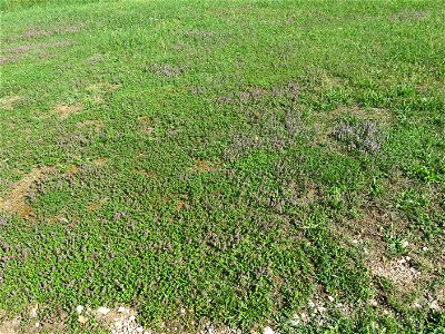 Thymus serpyllum as weed in Lacrost (Saône-et-Loire, France).