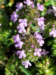 Thymus serpyllum as weed in Lacrost (Saône-et-Loire, France).