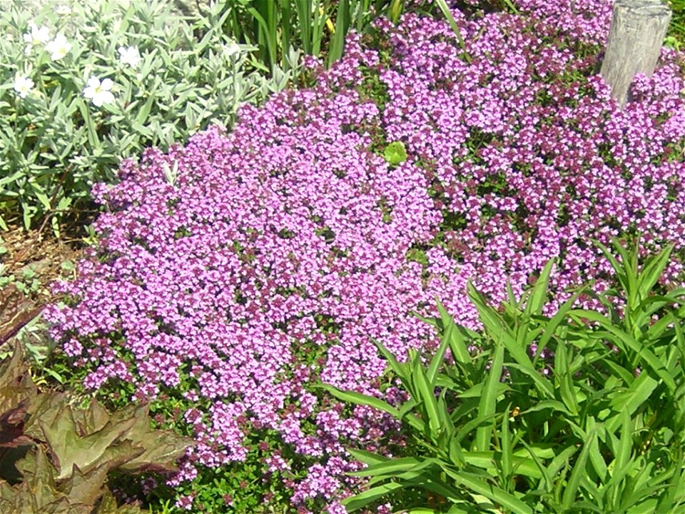 Thymus serpyllum, flowering plants. Russia, Ivanovskaya oblast', Savinskij rajon