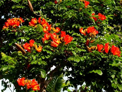 African tulip tree, Fountain tree, Flame-of-the-forest, or Nandi Flame. Photo taken in Hawaii. photo