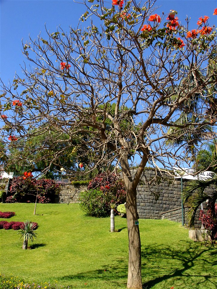 Spathodea campanulata, Madeira, Portugal