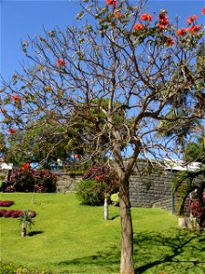 Spathodea campanulata, Madeira, Portugal photo