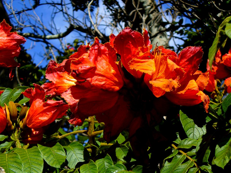 Flowers African flame tree Spathodea campanulata