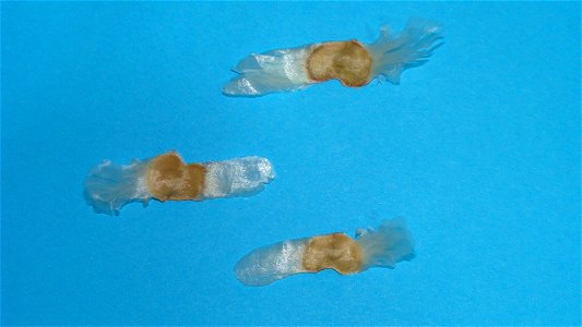 Seeds from Tabebuia rosea about 2–3 cm long