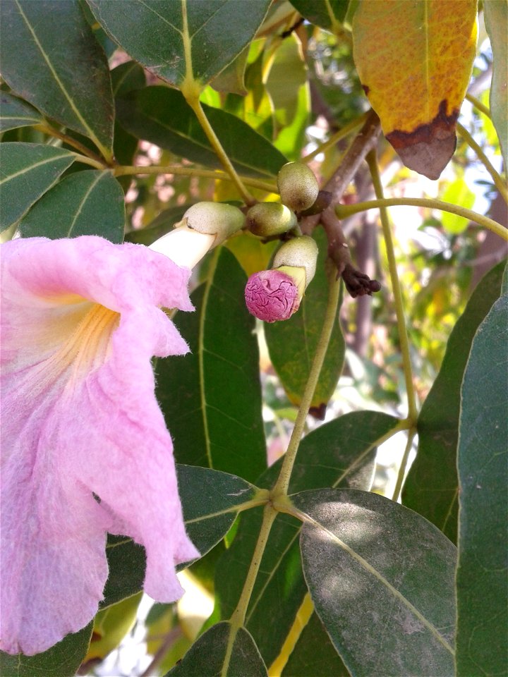 Botanical name - Tabebuia rosea 
Common name -   Pink trumpet tree
Tamil name – VASANTA RANI ‘queen of spring season’
Cortex  decoction  is a medicine for anemia ; Cortex with other ingredients 
