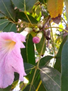Botanical name - Tabebuia rosea 
Common name -   Pink trumpet tree
Tamil name – VASANTA RANI ‘queen of spring season’
Cortex  decoction  is a medicine for anemia ; Cortex with other ingredients 
