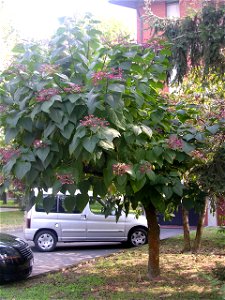 Clerodendrum trichotomum tree