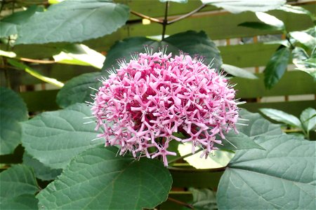 クサギ [臭木] [Clerodendrum trichotomum]