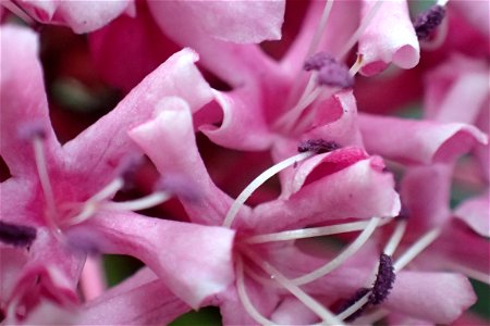 クサギ [臭木] [Clerodendrum trichotomum]